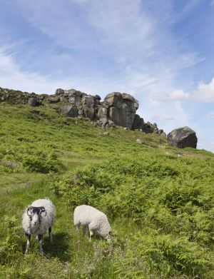 cow and calf rocks july 12 2012 sm.jpg